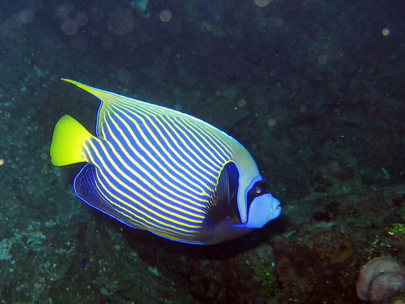 Emporor Angelfish