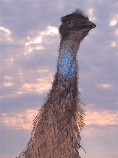 Emu at sunset