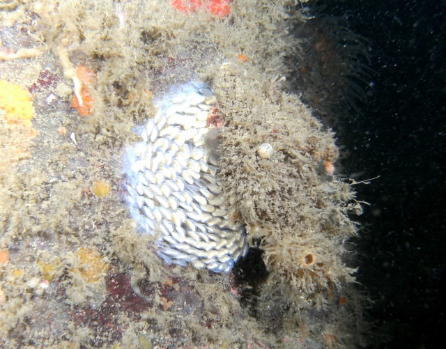 ? Encrusting Bryozoan?