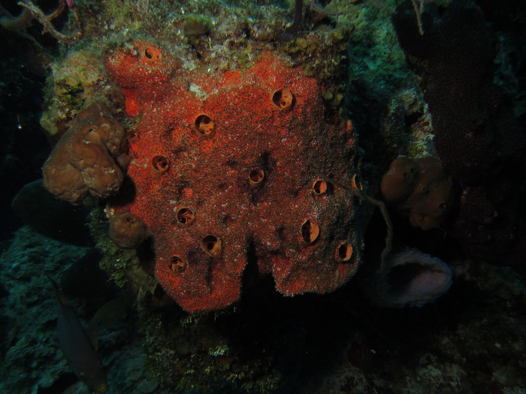 Encrusting_Sponge