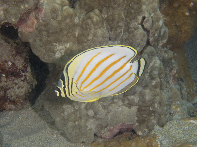 endemic butteflyfish