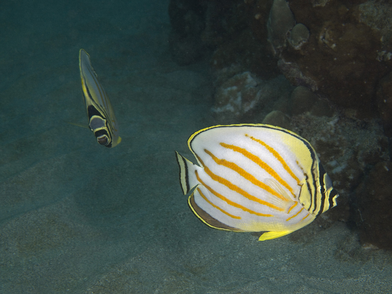 endemic butterflyfish