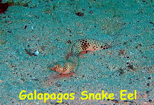 Enderby Island, Galapagos