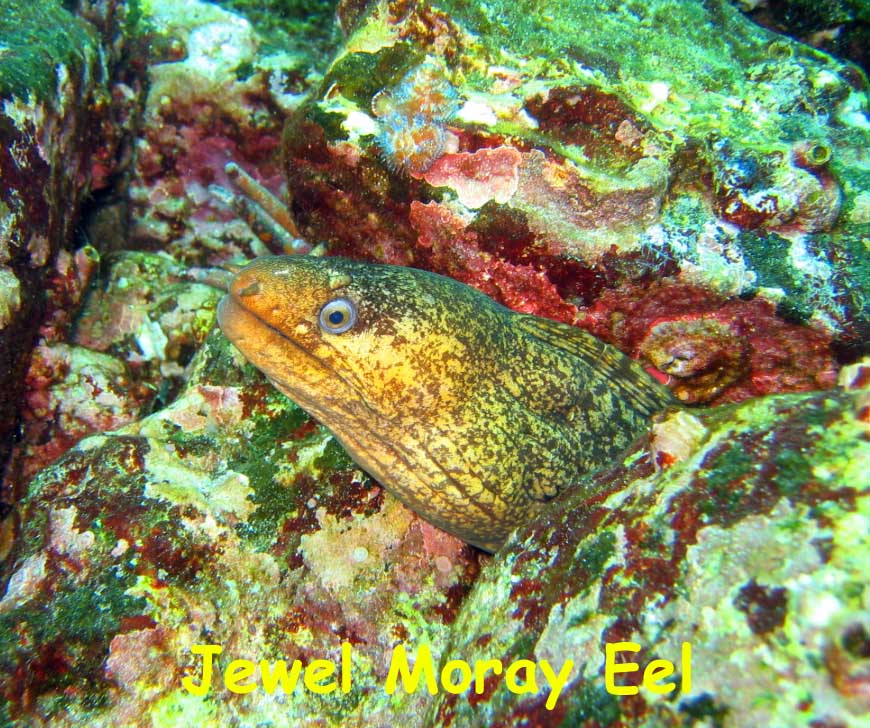 Enderby Island, Galapagos