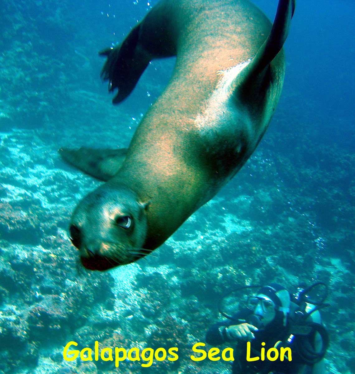 Enderby Island, Galapagos