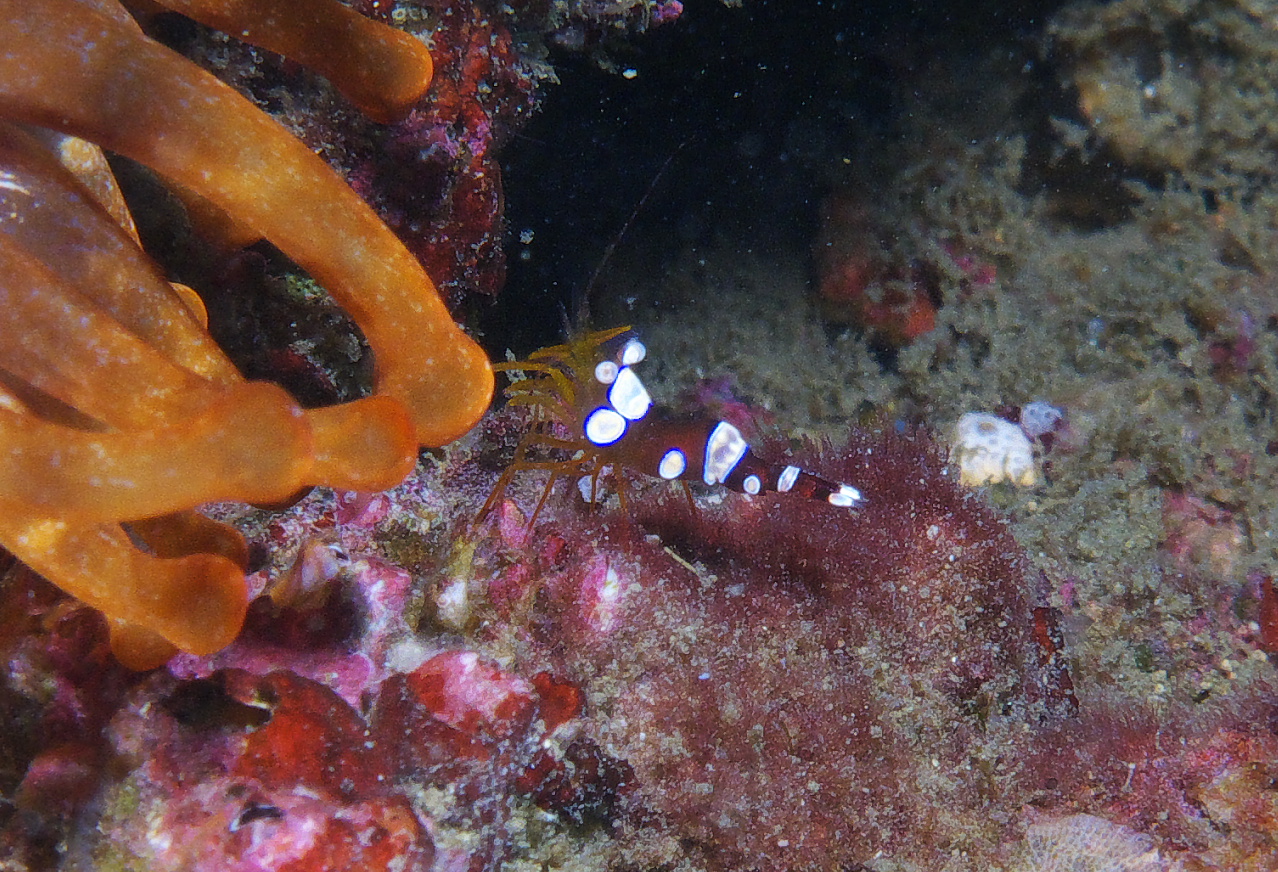 enemone_shrimp_2011_07_03