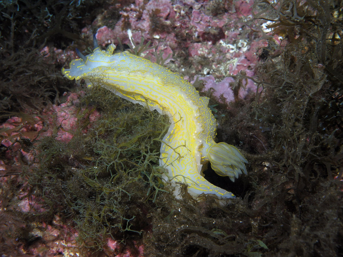 Enormous Nudibranch