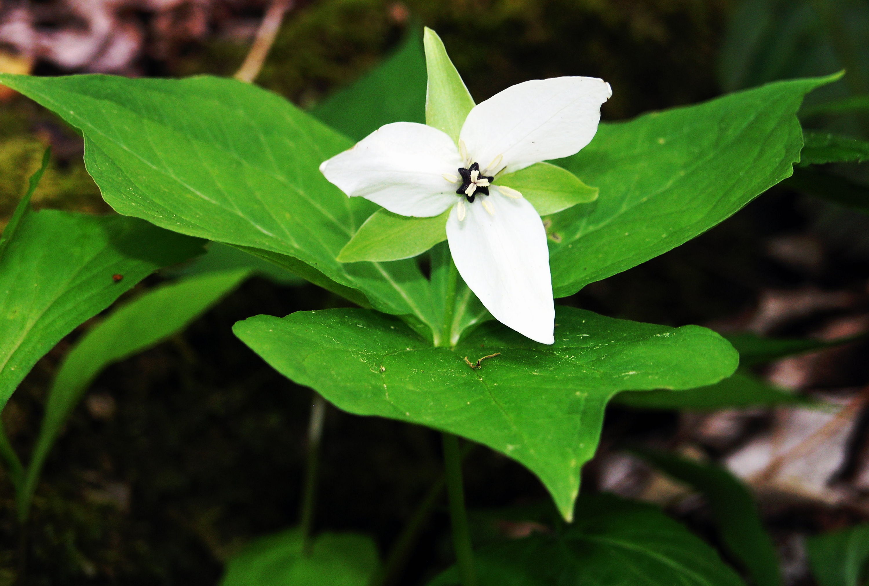 Erect Trillium