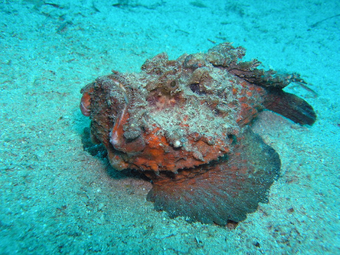 estuarine stonefish