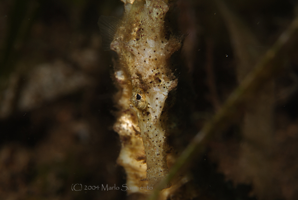 Estuary Seahorse