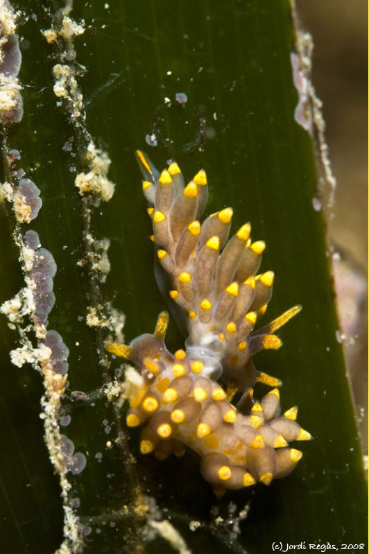 Eubranchus farrani "in fraganti"