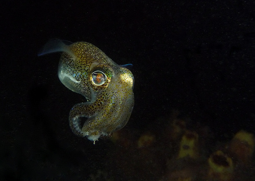 Euprymna tasmanica (Southern Dumpling Squid) closeup