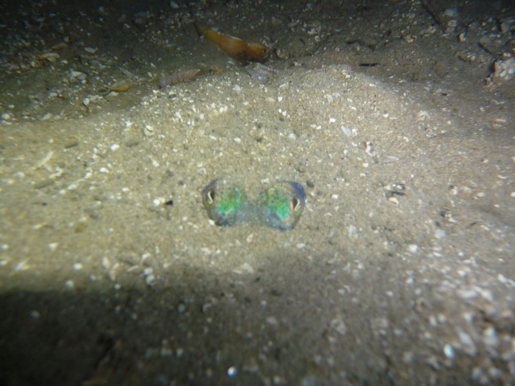 Euprymna tasmanica (Southern Dumpling Squid) hiding in the sand