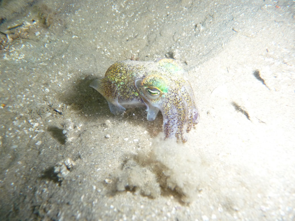 Euprymna tasmanica (Southern Dumpling Squid)