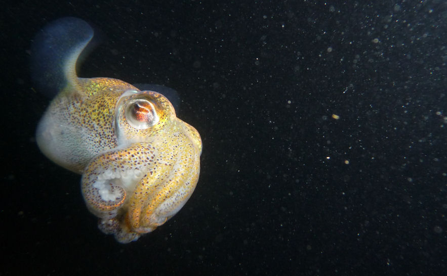 Euprymna tasmanica (Southern Dumpling Squid)