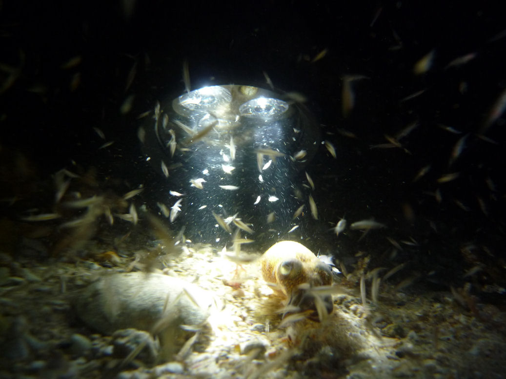 Euprymna tasmanica (Southern Dumpling Squid)