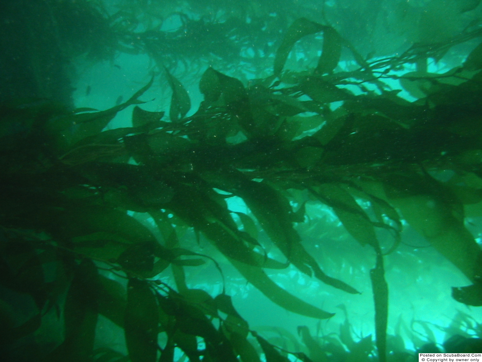 Even more kelp