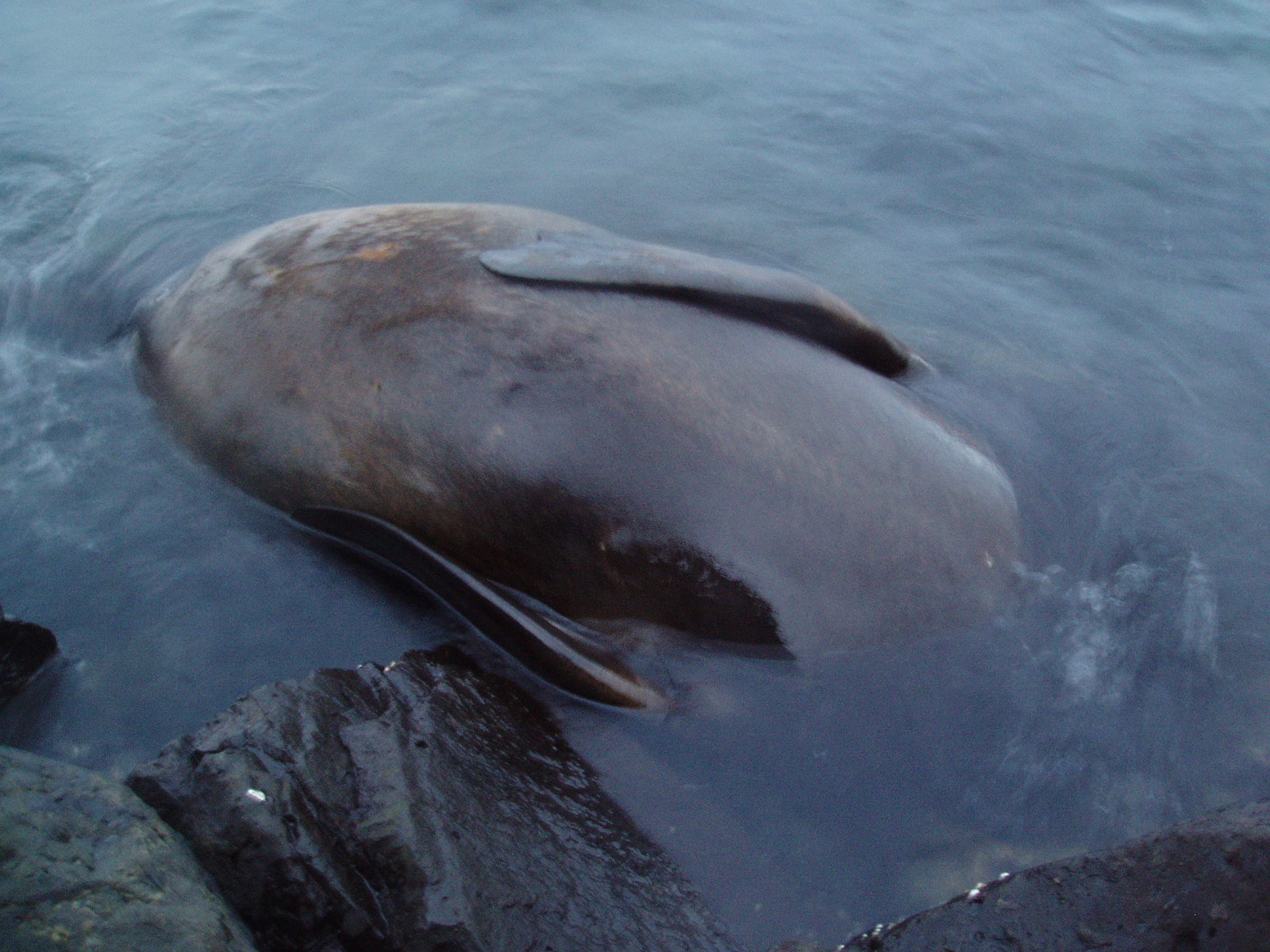 Expired Harbor Seal