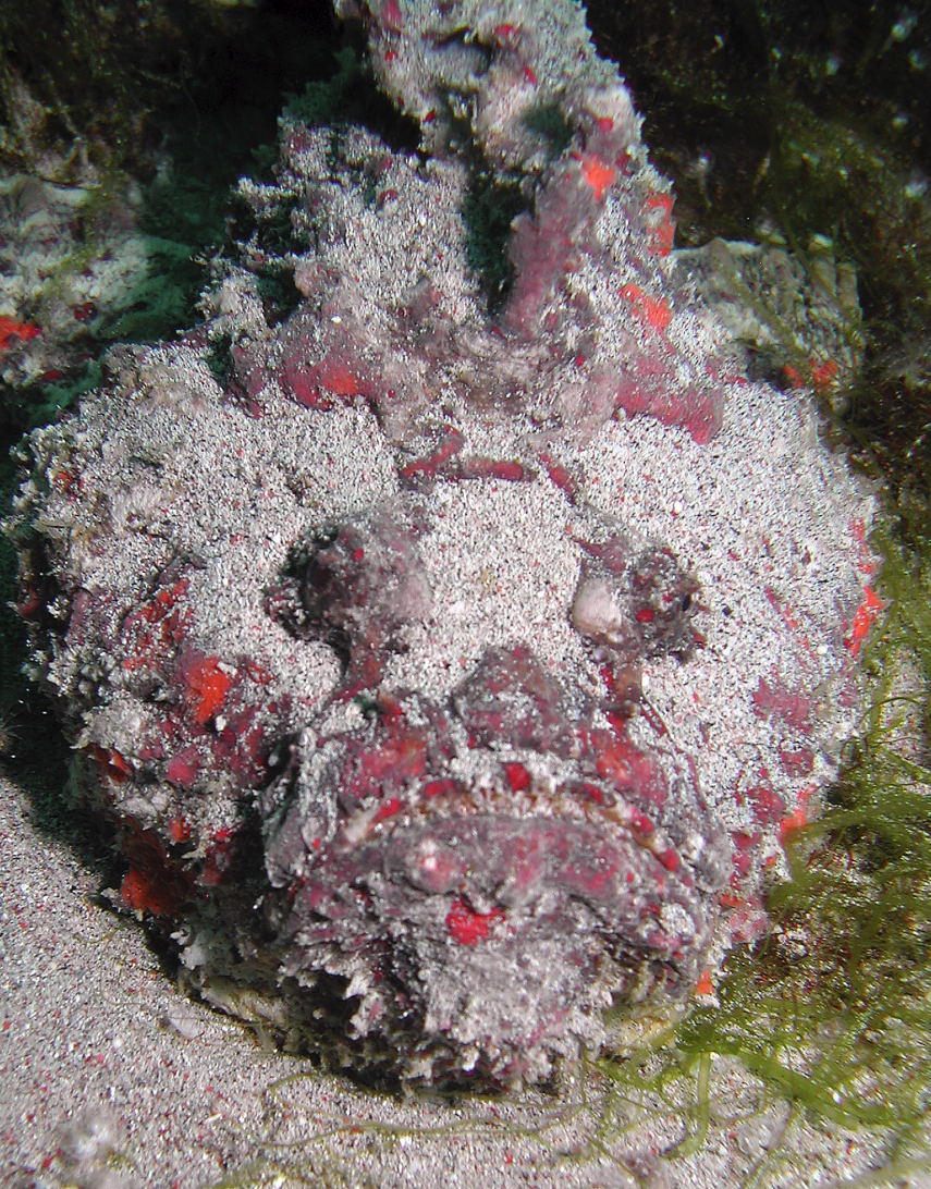 Exposed neighbour of hidden Stonefish