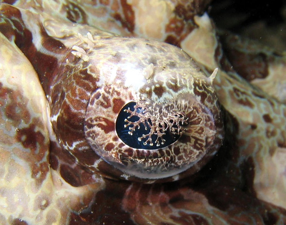 Eye of Beaufort's crocodilefish