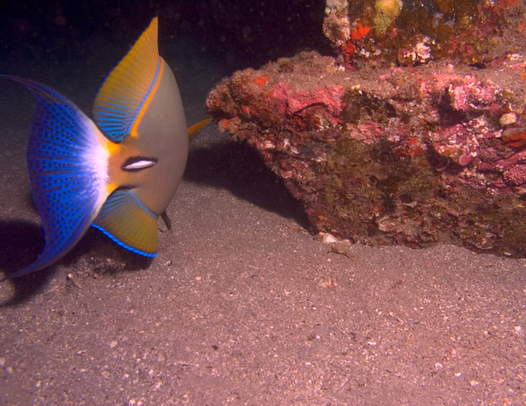 Eye-Striped_Surgeonfish_Away_-_Palani_PB040179