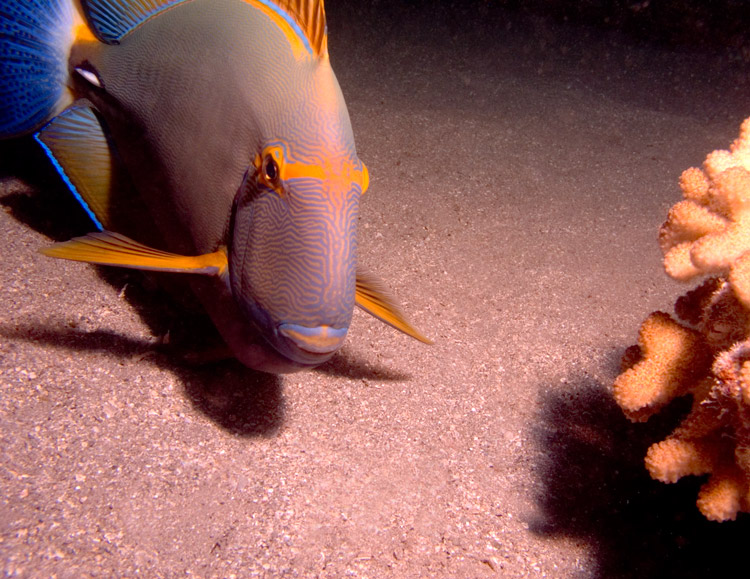 Eye-Striped_Surgeonfish_Toward_-_Palani_PB040178