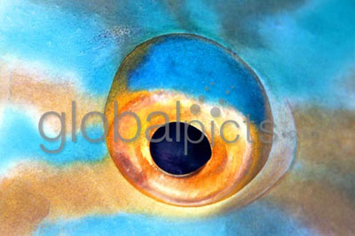 Eyeball of Parrotfish