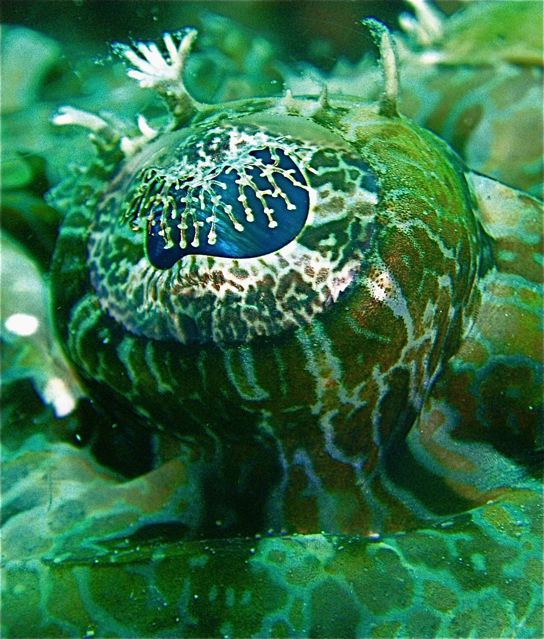 Eyeball of the Alligator fish