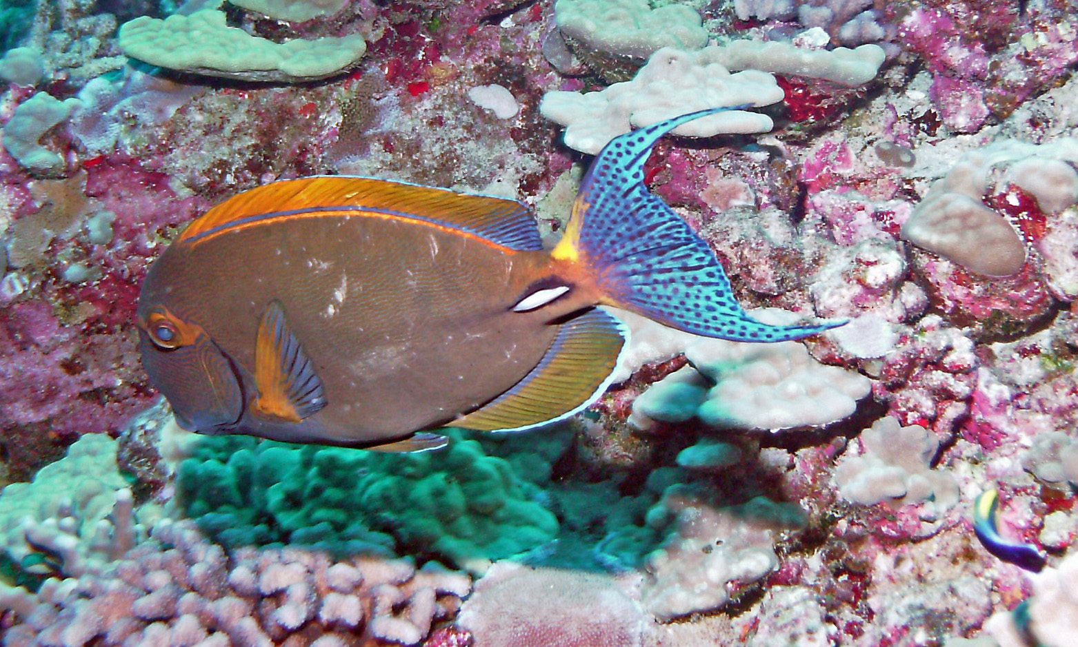 Eyestripe Surgeonfish - palani