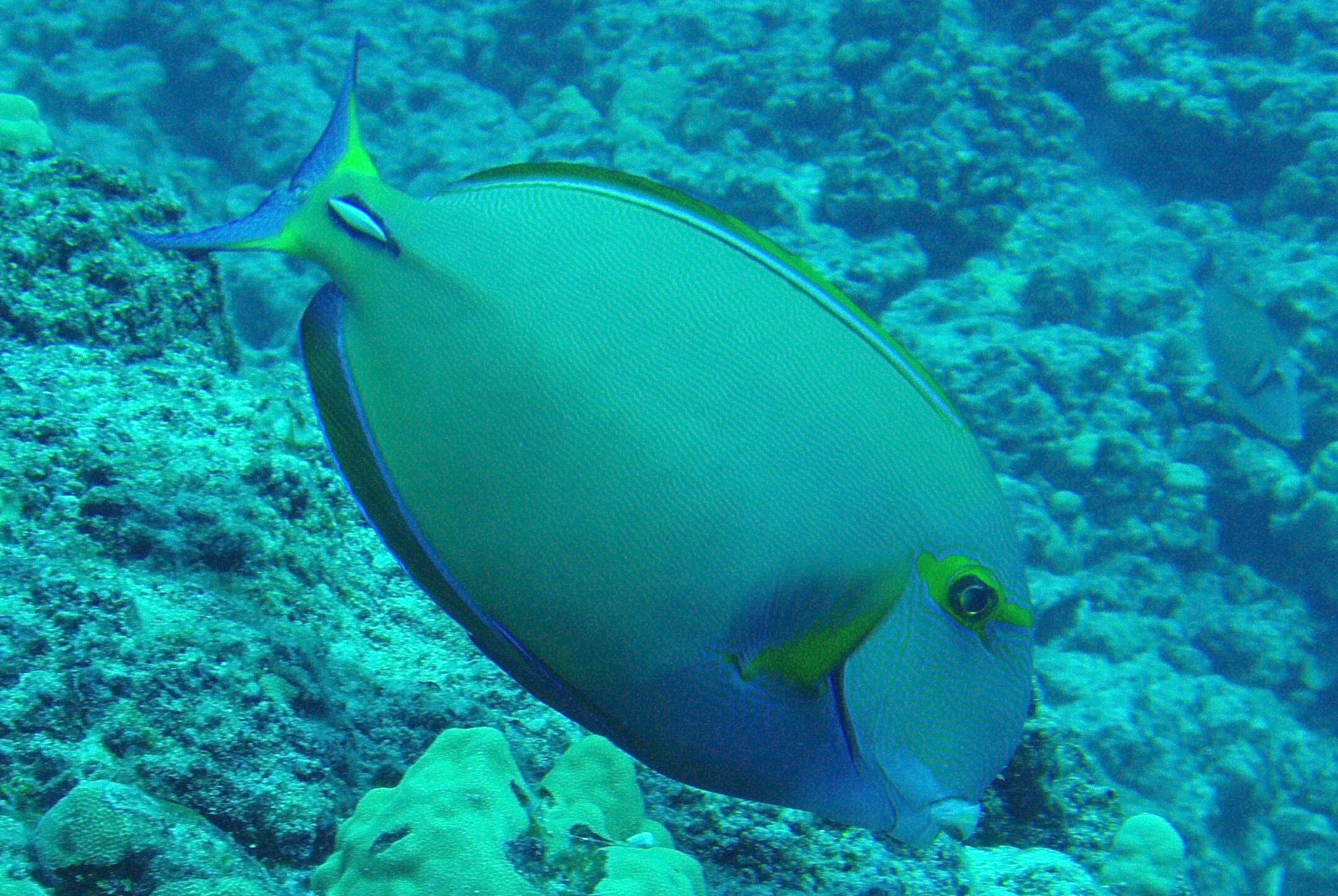 Eyestripe Surgeonfish