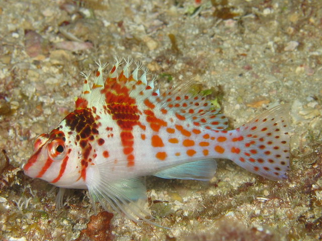 Falco Hawkfish