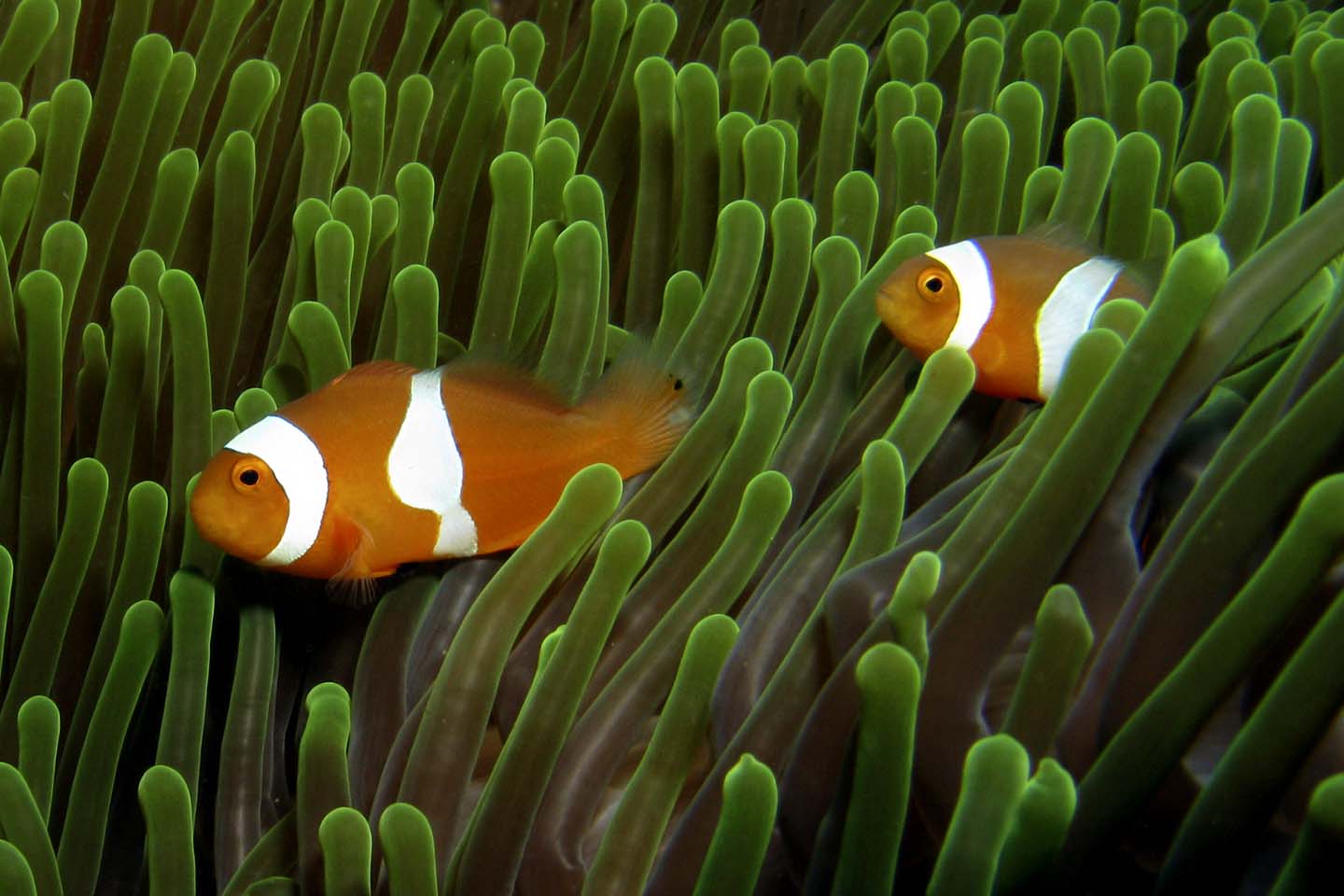 False Clown Anemonefish - Amphiprion ocellaris