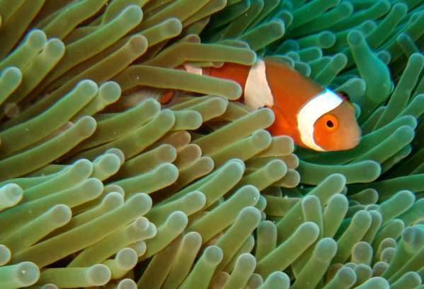 False Clown Anemonefish (Amphiprion percula)