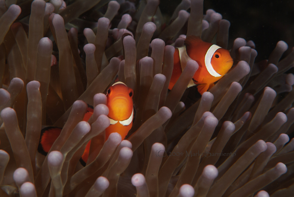 False Clown Anemonefish