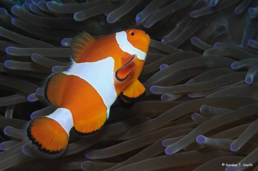 False Clown Fish