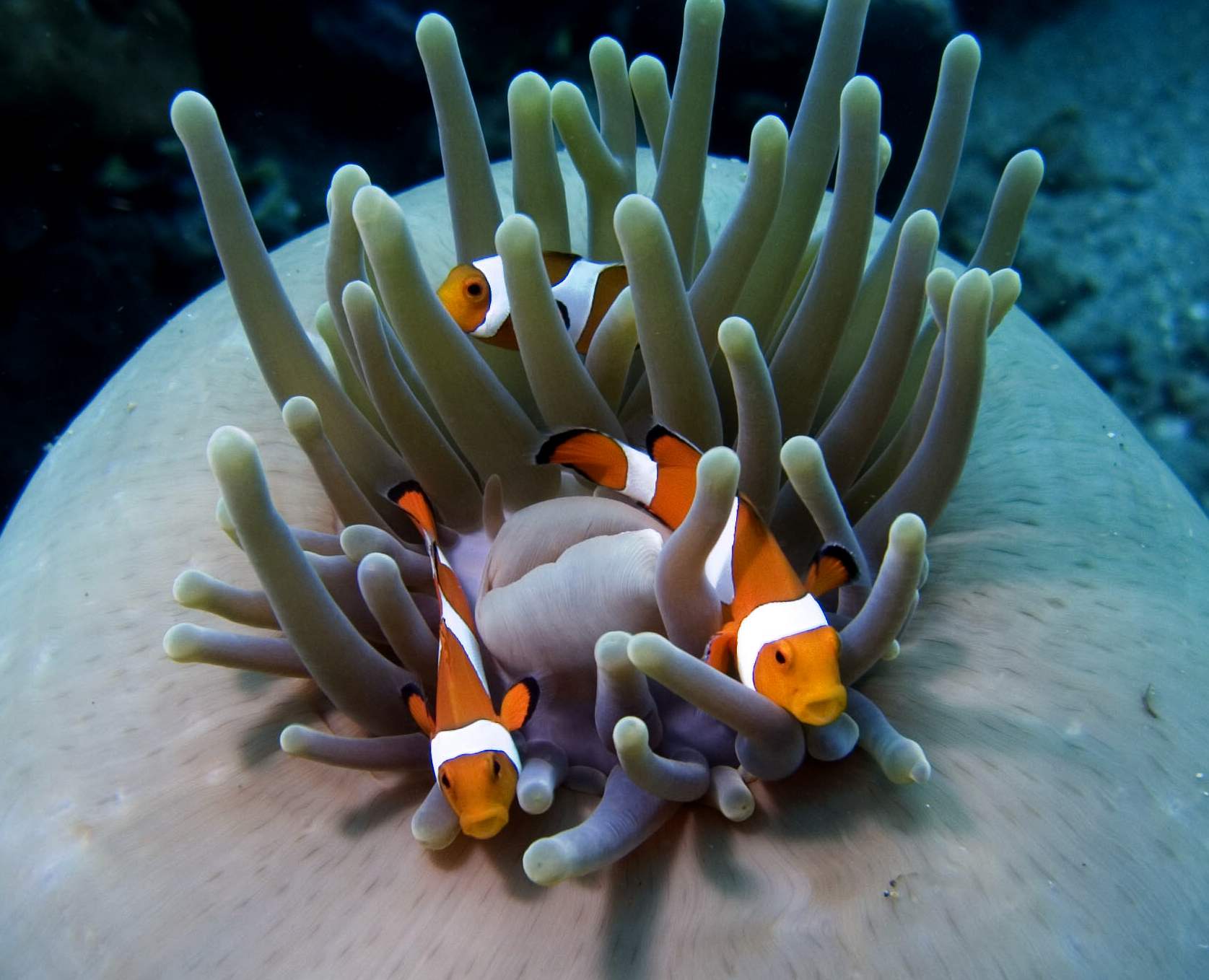 False Clown Fish