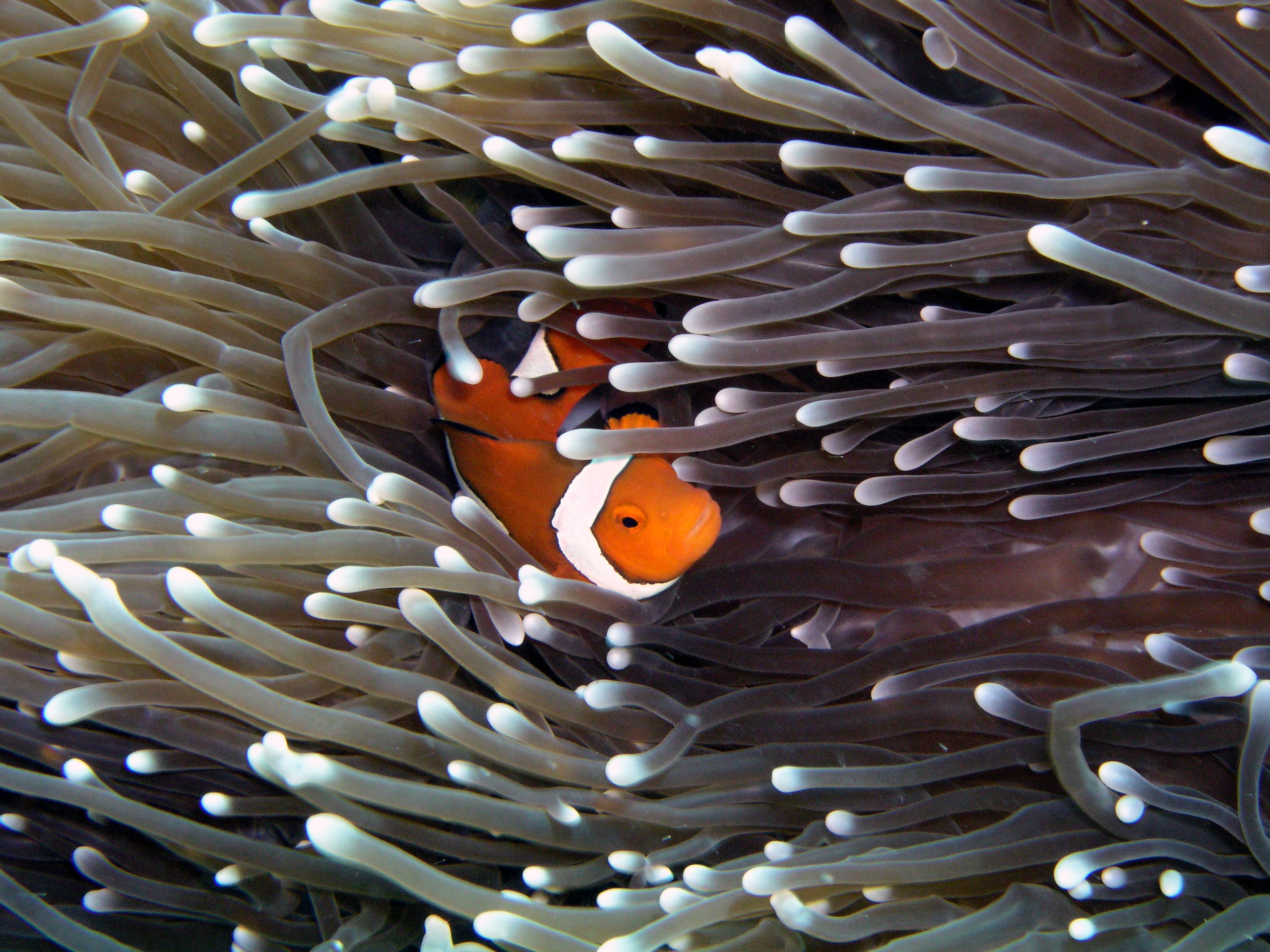 False Clown Fish