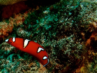 False Clown Fish