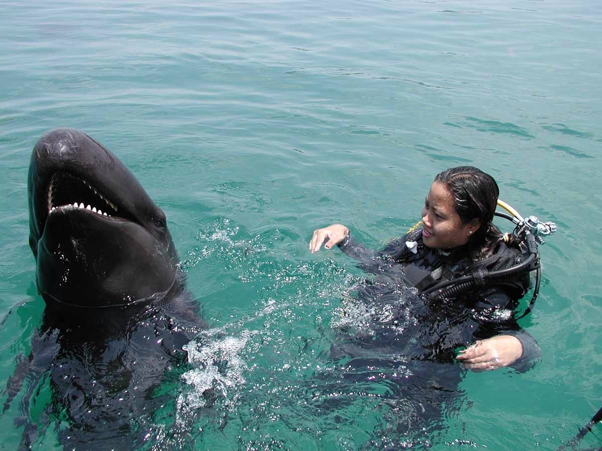 False Killer Whale (on the left)