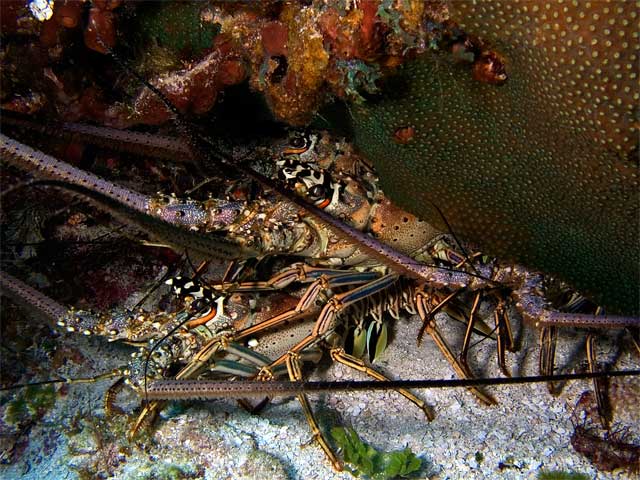 Family of lobsters
