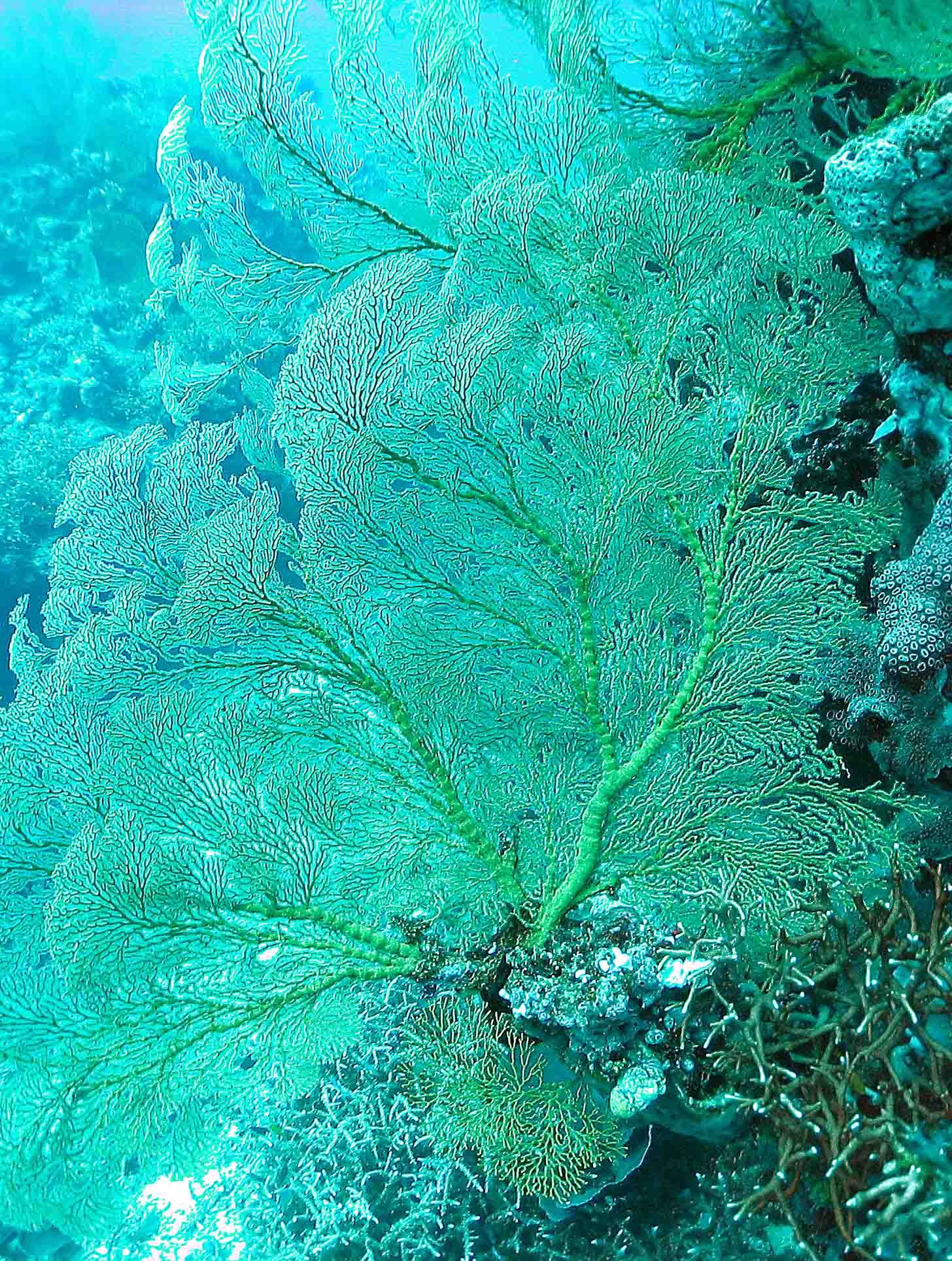 Fan Coral GBR