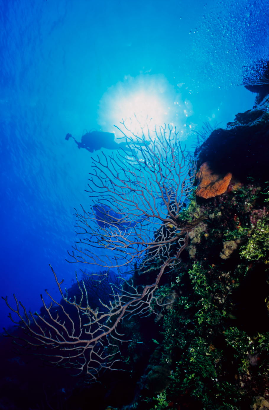 Fan coral with diver's silhouette on a wall