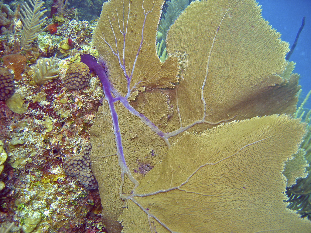 Fan Coral