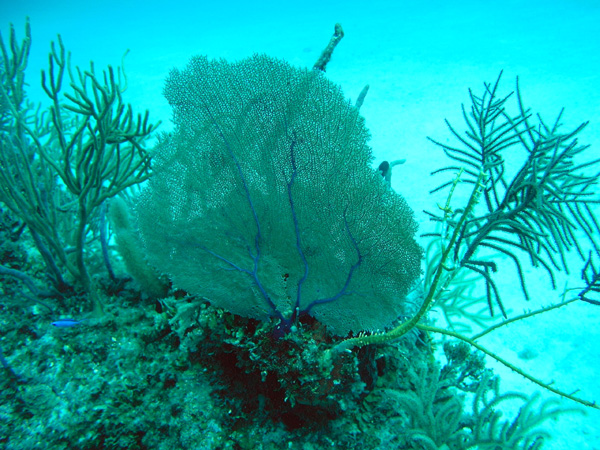 Fan coral