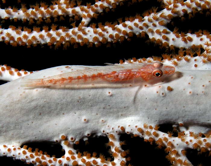 Fan goby