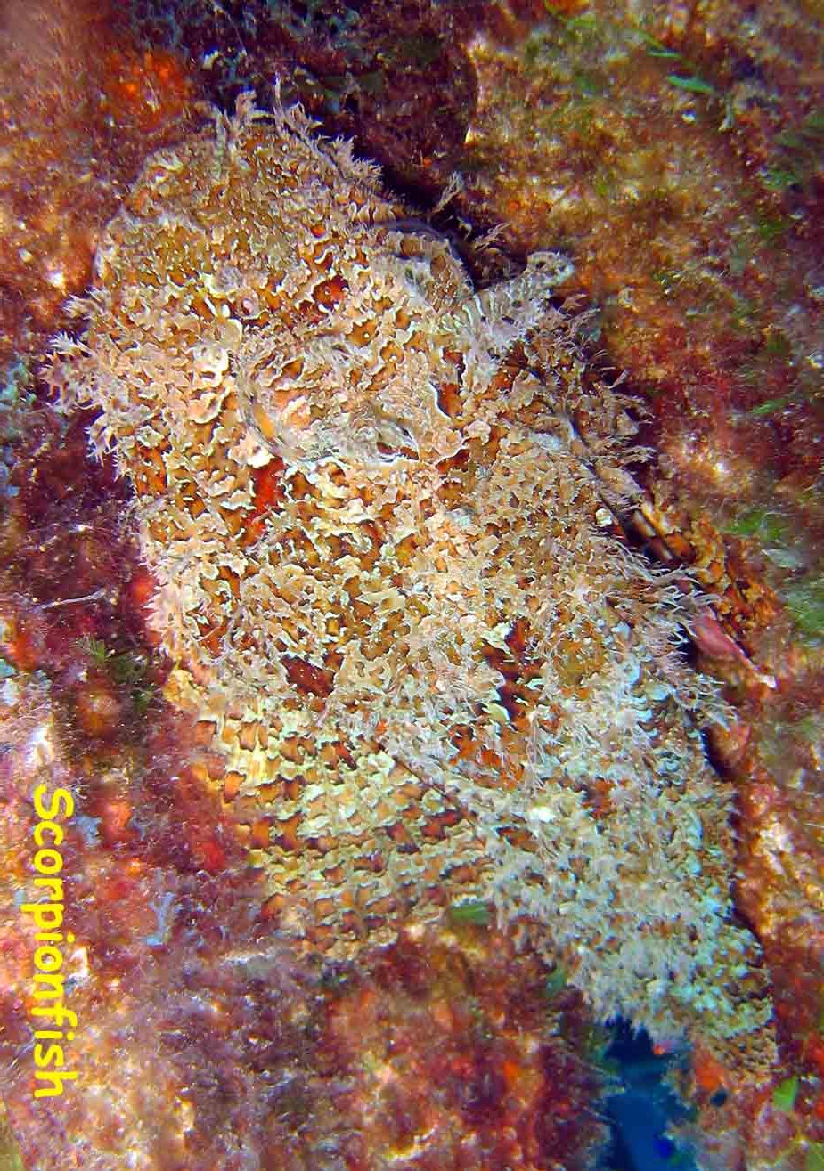 Fan Ming Wreck, Sea of Cortez, Baja California