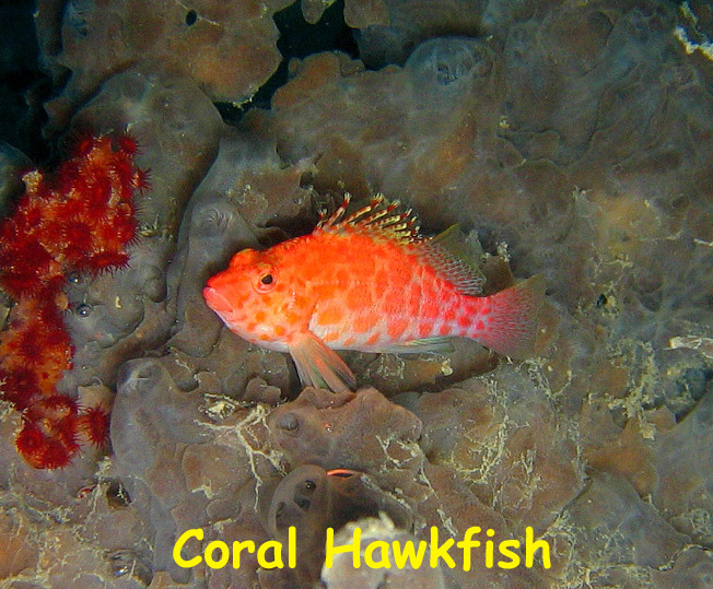 Fan Ming Wreck, Sea of Cortez, Baja California