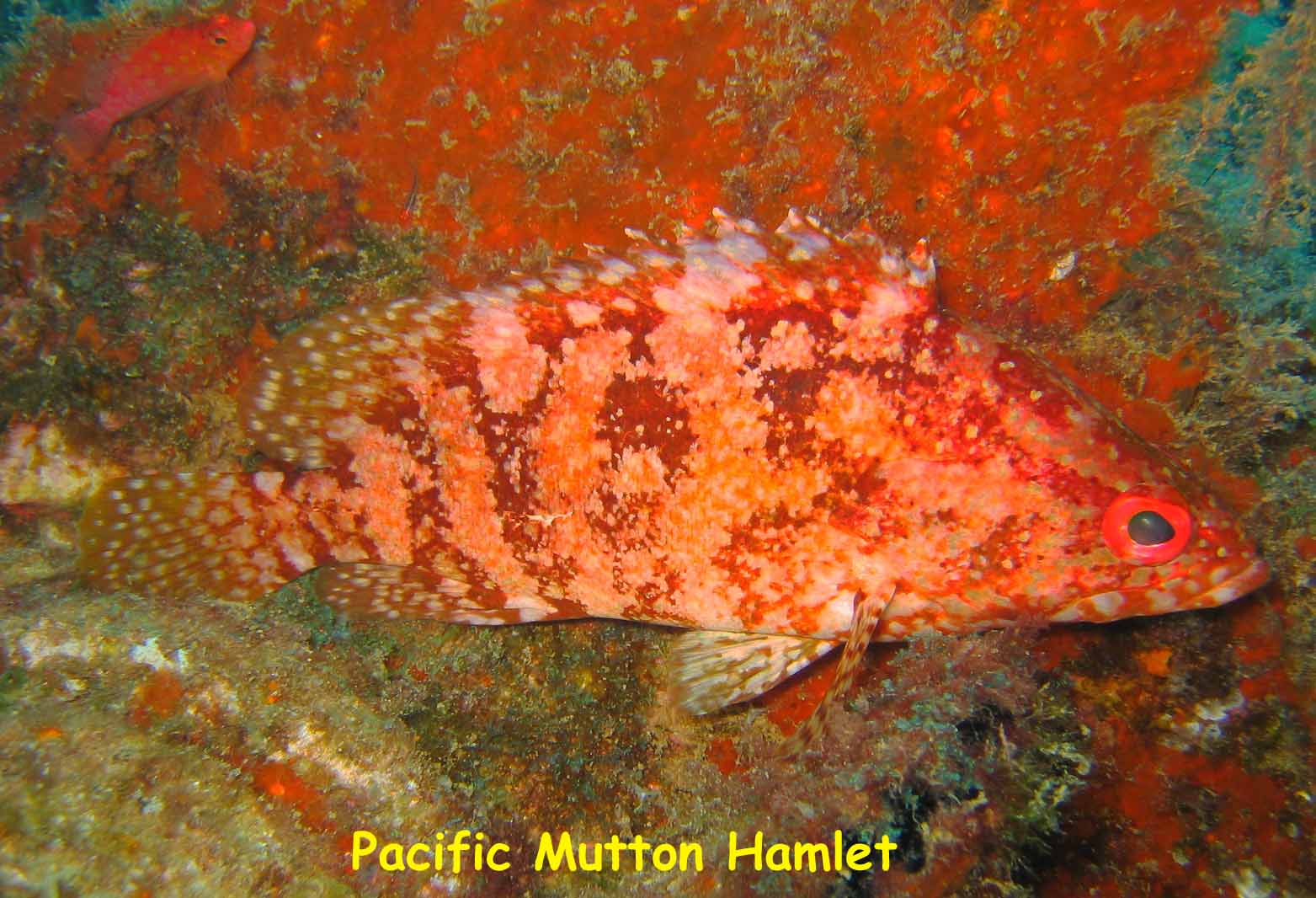 Fan Ming Wreck, Sea of Cortez, Baja California