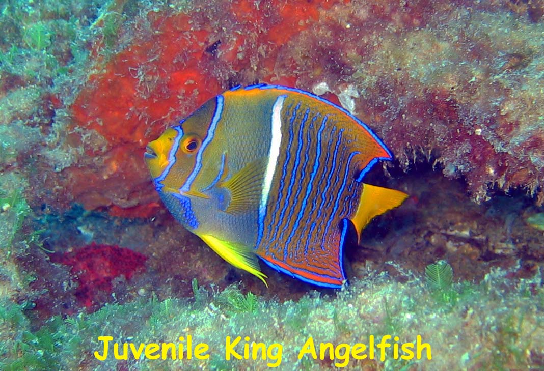 Fan Ming Wreck, Sea of Cortez, Baja California