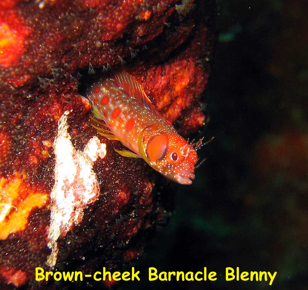 Fan Ming Wreck, Sea of Cortez, Baja California